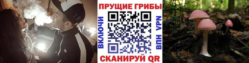Псилоцибиновые грибы GOLDEN TEACHER  kraken ССЫЛКА  Межгорье 
